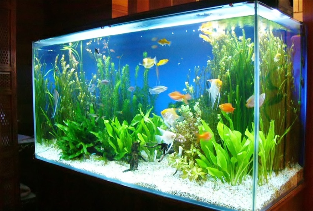 水草が茂る水槽内を泳ぐ熱帯魚とエンゼルフィッシュの群れ