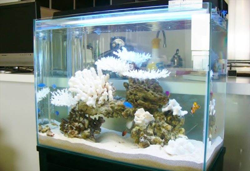 六本木 個人宅マンション 60cm海水魚水槽 設置事例 水槽画像1