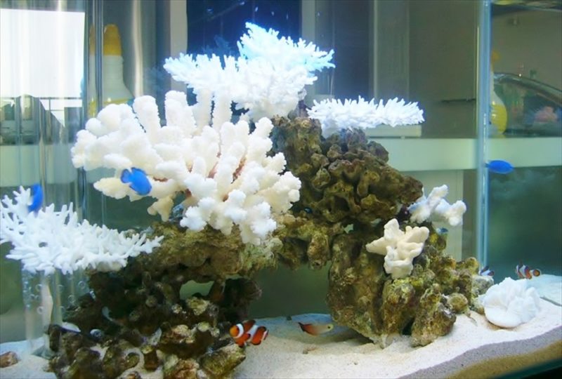 六本木 個人宅マンション 60cm海水魚水槽 設置事例 水槽画像3