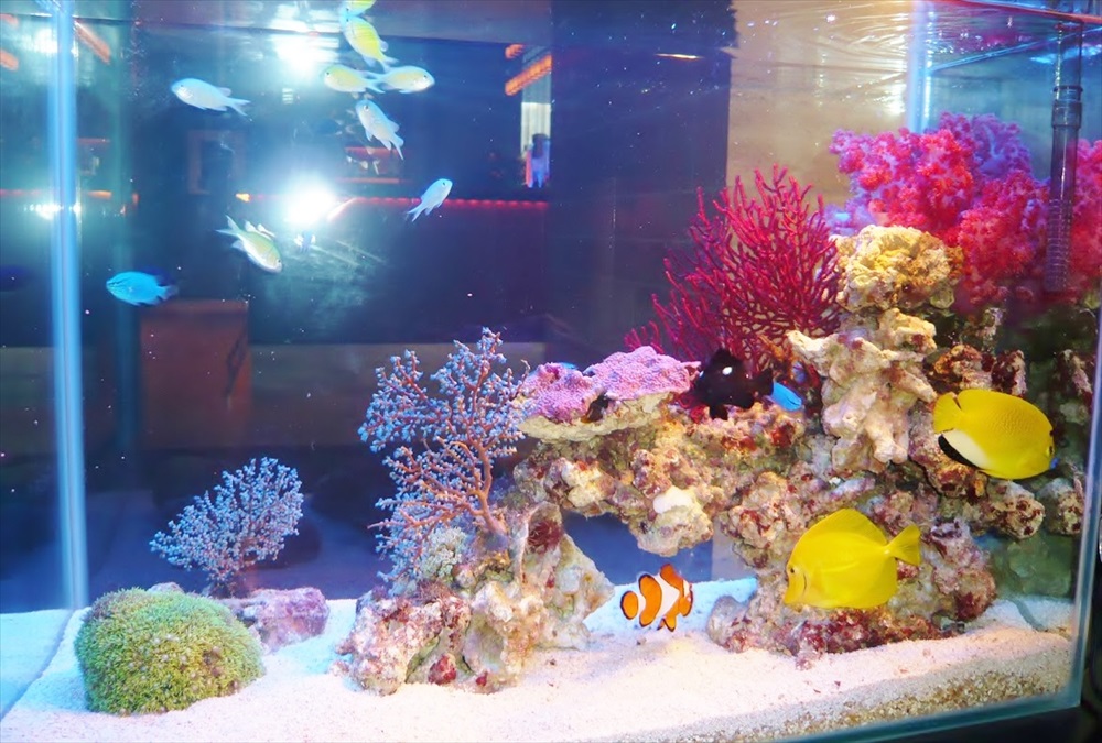 サンゴとカクレクマノミが泳ぐ海水魚水槽のレイアウト