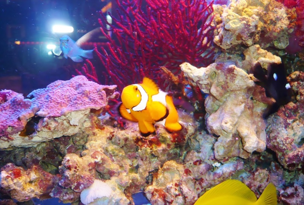 サンゴ礁とクマノミが泳ぐ海水魚水槽のレイアウト