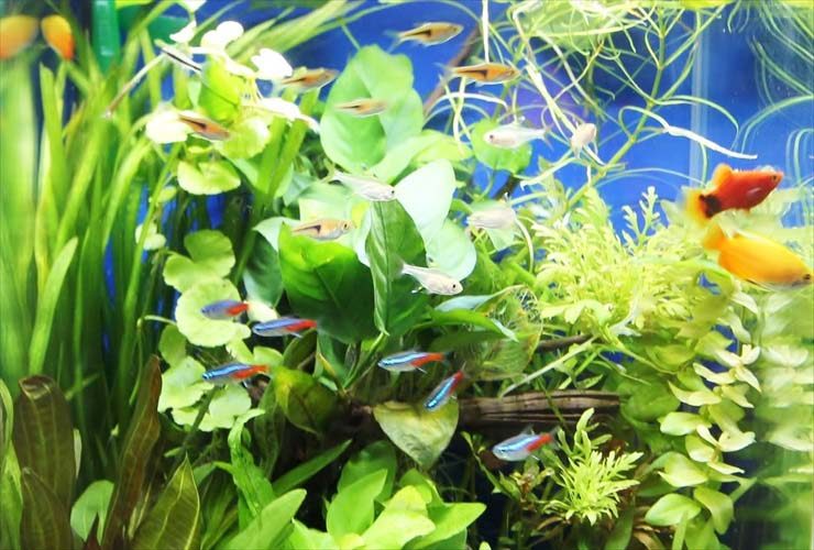 水草が茂る水槽内を泳ぐネオンテトラの仲間と小型熱帯魚群
