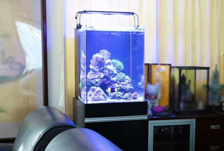小型海水魚水槽は、クリアな美しさが魅力です