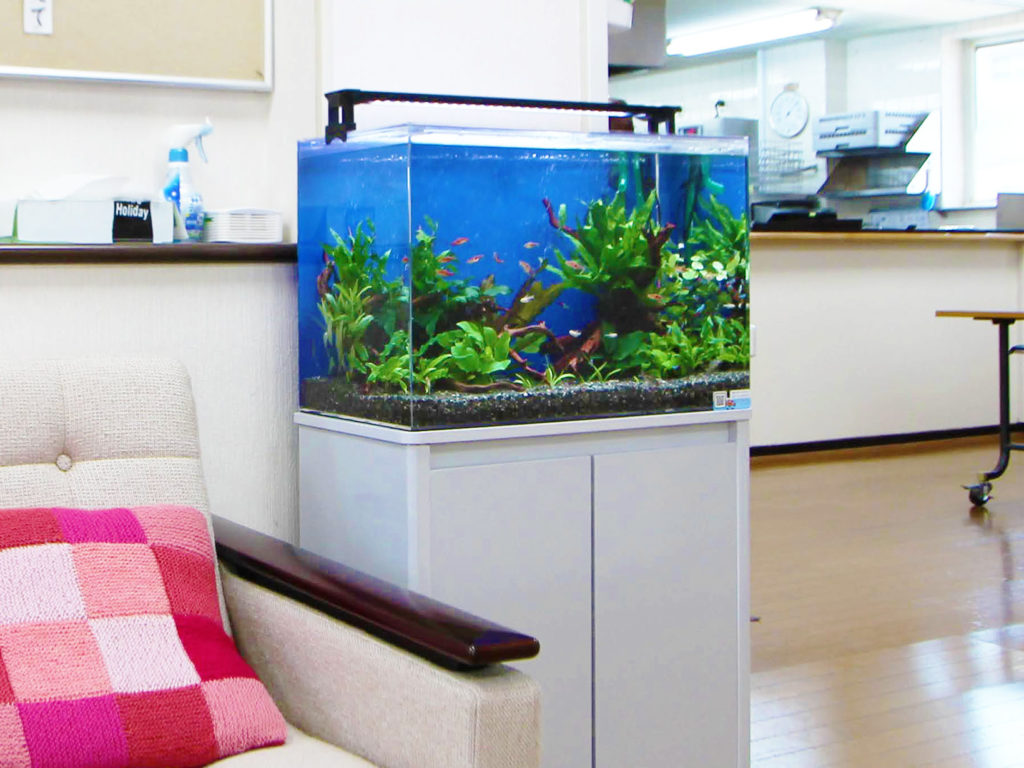 60cm水槽とは!飼える魚・水草・レイアウト!おすすめサイズの理由のサムネイル画像