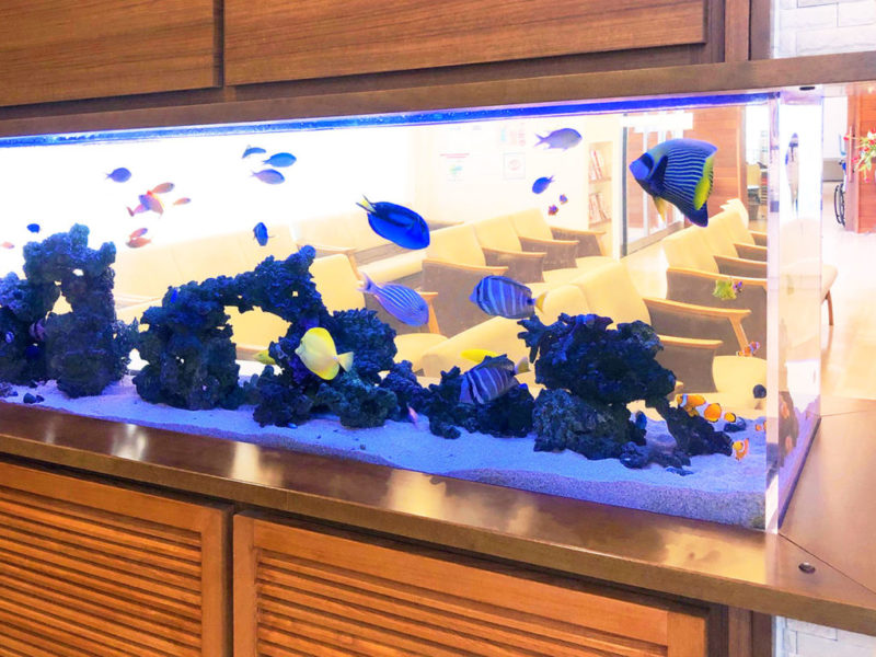 海水魚が泳ぐ大型の横長水槽とライブロックのレイアウト