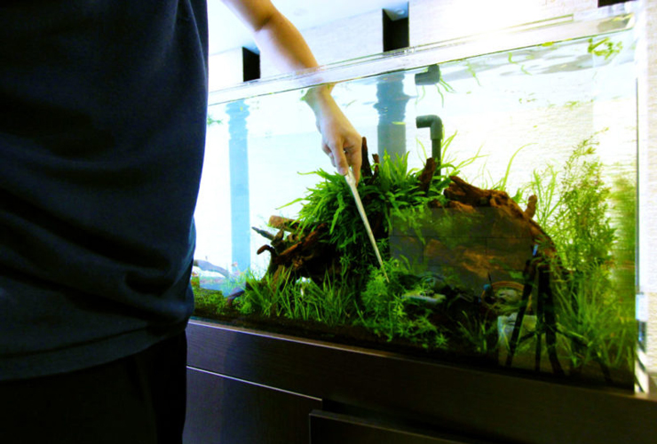 ピンセットで水草を植栽する水槽メンテナンスの風景