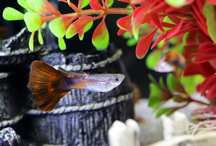 赤い水草と黒い置物の前を泳ぐグッピーと水槽内風景