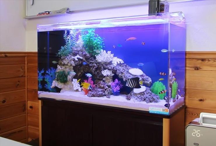 青い背景に岩や人工水草を配置した海水魚水槽の全景
