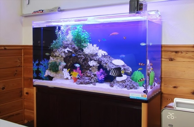 青い背景に海水魚とサンゴ模型を配置した大型水槽