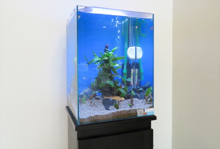 青い背景に水草と流木を配置したハイタイプ水槽の全景