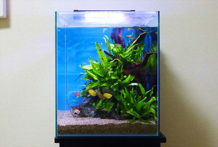 流木と水草が茂る小型水槽で泳ぐ熱帯魚と青い背景