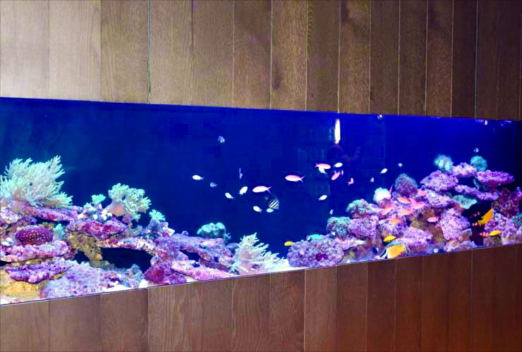 壁に埋め込んだサンゴ水槽が、オフィスを彩ります(サブ画像)