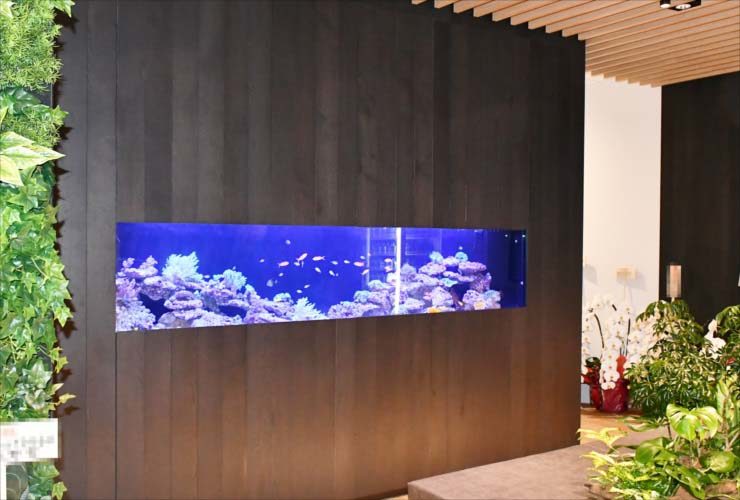 黒い壁面に埋め込まれた横長な海水魚水槽と観葉植物