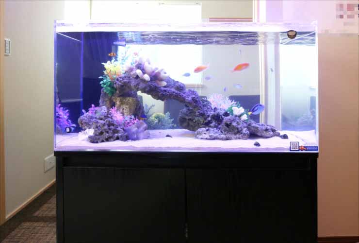 アーチ状の岩と海水魚が泳ぐ大型の海水魚水槽