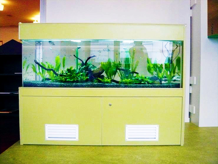 流木と水草を配置した大型水槽と専用の水槽台