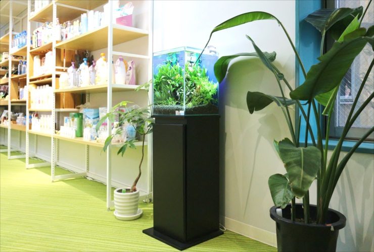 観葉植物の横に設置された水草水槽と黒い水槽台