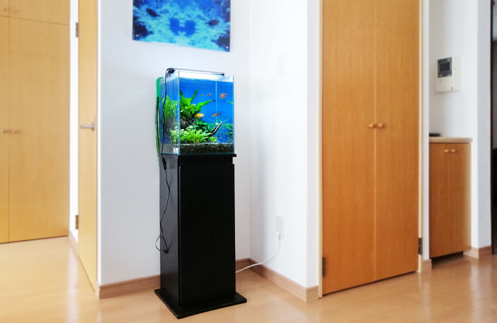黒い水槽台に設置された小型水槽と泳ぐ熱帯魚の仲間