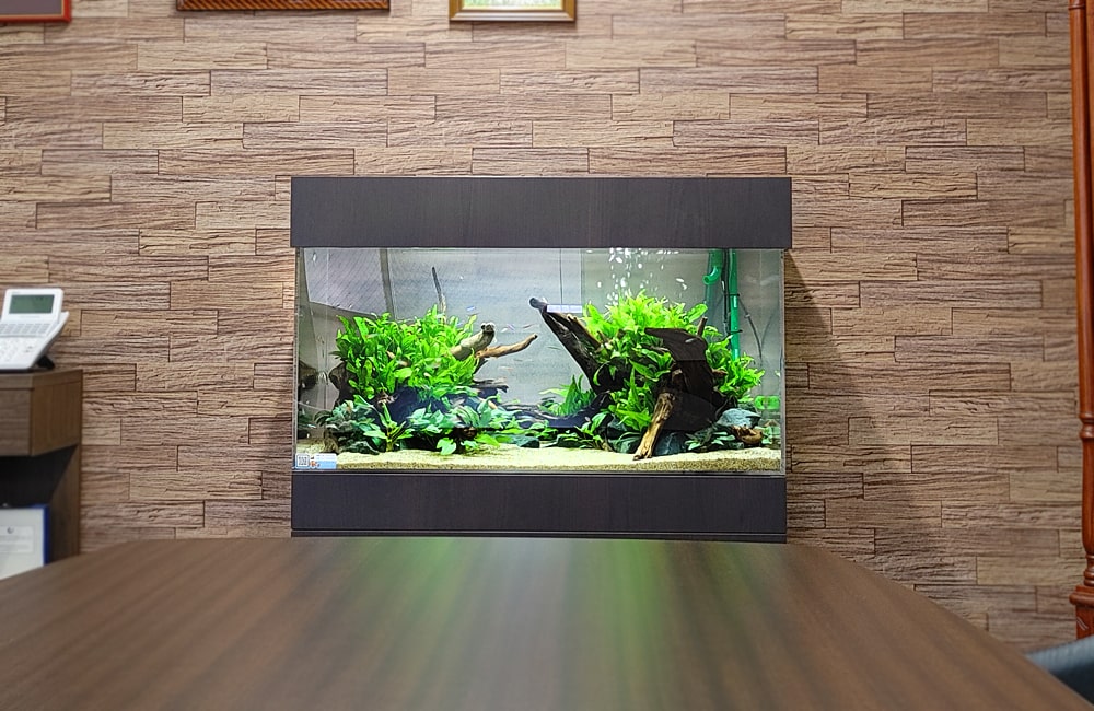 流木と水草を配置した室内の大型水槽レイアウト