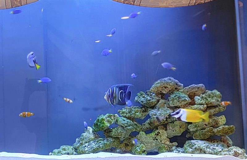 飲食店 200cm大型海水魚水槽 販売・メンテナンス事例 その後 水槽画像5