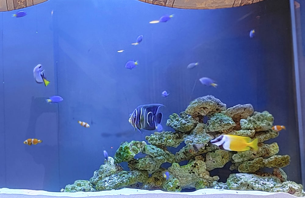 青い背景の海水魚水槽で泳ぐヤッコやスズメダイの仲間