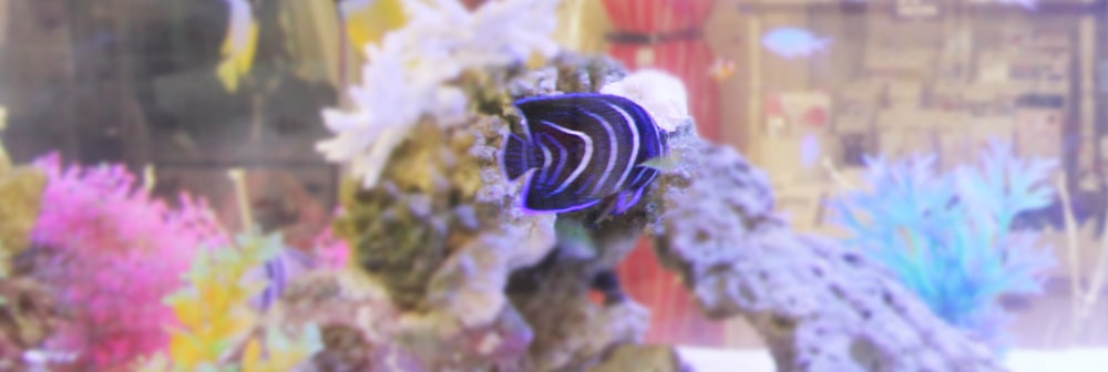 岩組の隙間を泳ぐ青い縞模様の海水魚とカラフルな人工水草