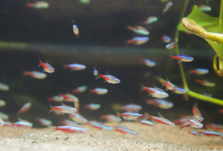 砂底の水槽を群泳するネオンテトラの仲間と水草