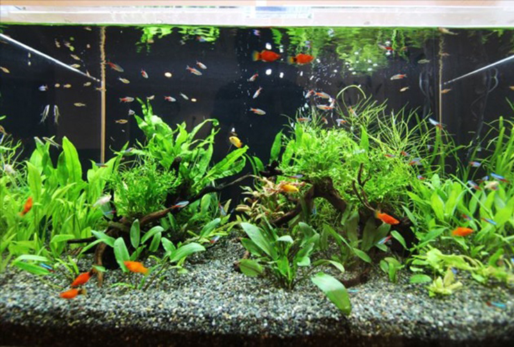 水草が茂る水槽内を泳ぐ小型カラシンと赤い熱帯魚群