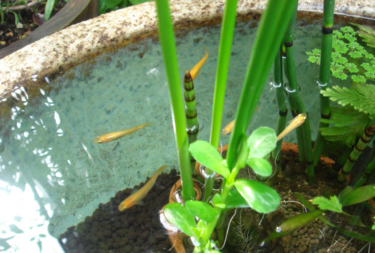睡蓮鉢で泳ぐメダカと水生植物のビオトープ