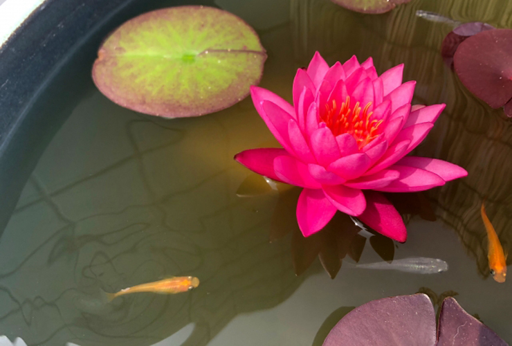 睡蓮鉢で咲くピンク色の睡蓮の花と泳ぐメダカ