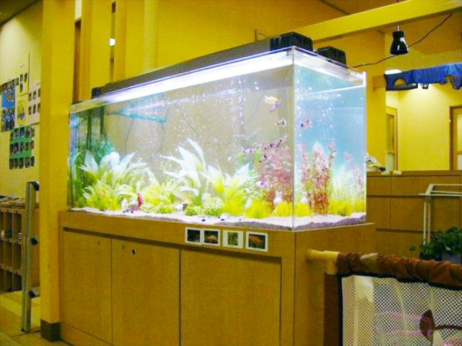 白い水草とカラフルな熱帯魚が泳ぐ大型の横長水槽