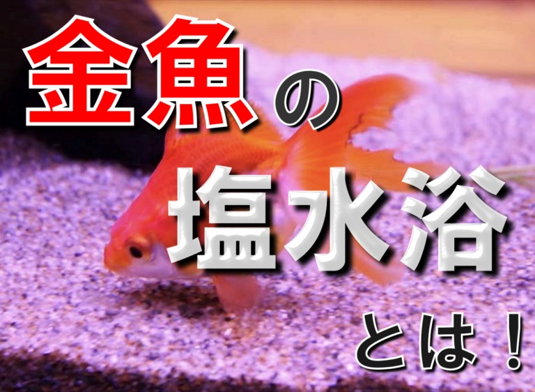 金魚の塩水浴とは！の文字と泳ぐ金魚の見出し画像