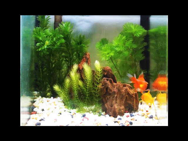 マツモ アナカリス カボンバ 金魚水槽レイアウト