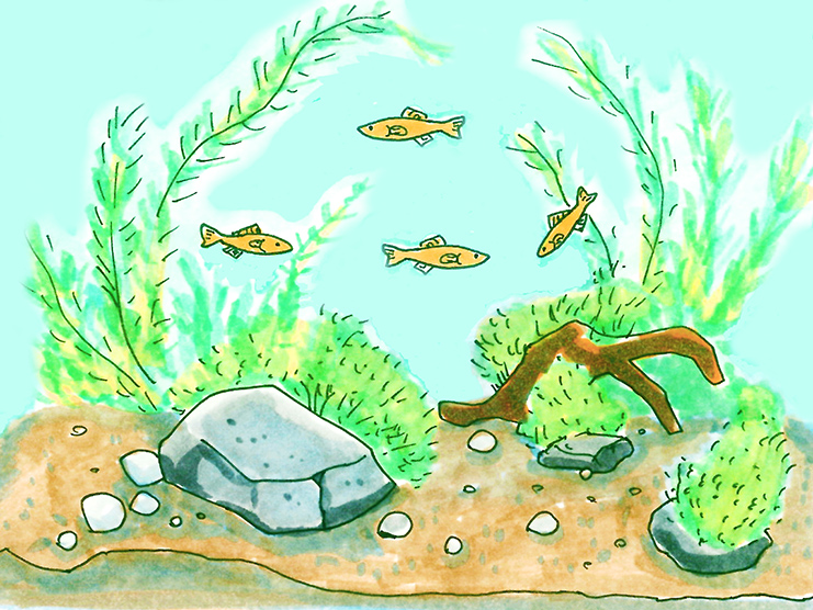 メダカ水槽 水草レイアウト イメージ図