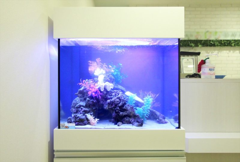 渋谷区 診療所の待合室 60cm海水魚水槽 レンタル設置事例 水槽画像3