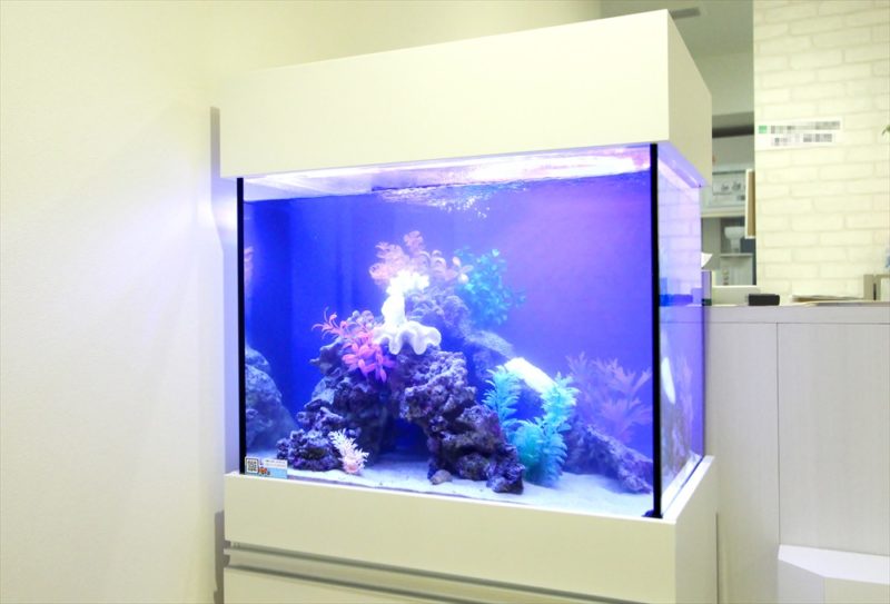 渋谷区 診療所の待合室 60cm海水魚水槽 レンタル設置事例 水槽画像5