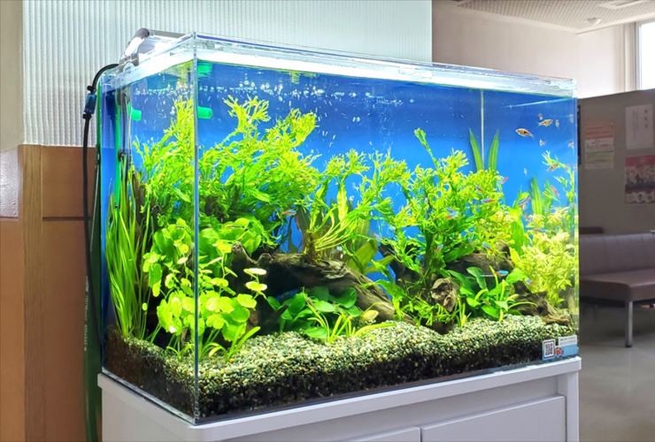 流木と水草を配置した熱帯魚水槽のレイアウト画像