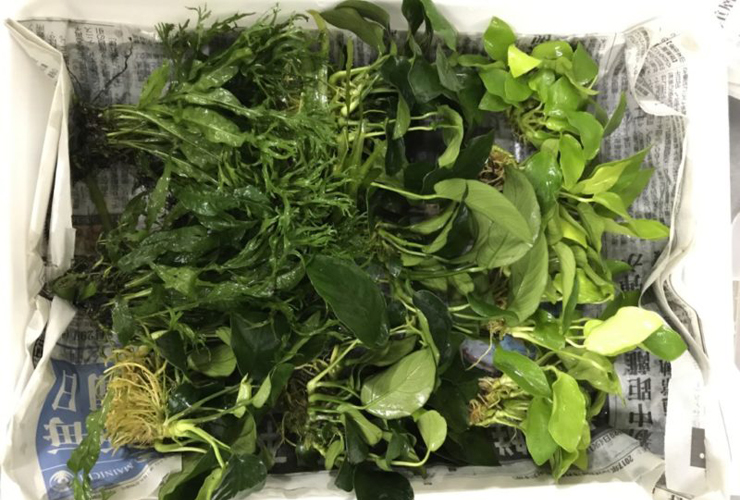 新聞紙の上に並べられたアヌビアス類やシダ系の水草