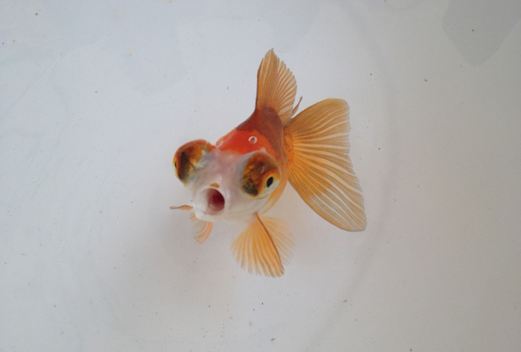 東京アクアガーデンのアクアリストによる金魚塩水浴解説