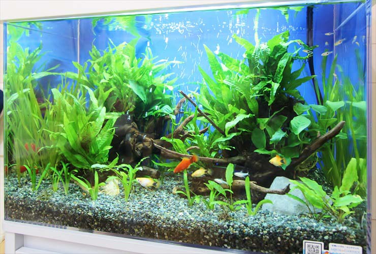 流木と水草を配置した水槽内を泳ぐ熱帯魚たち