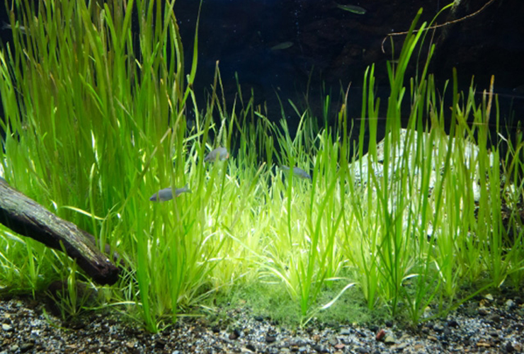 水槽内に群生する細長い水草と泳ぐ小型の淡水魚