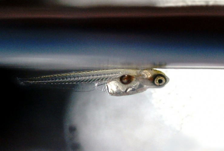 水面に浮かぶ透明なメダカの稚魚の横顔