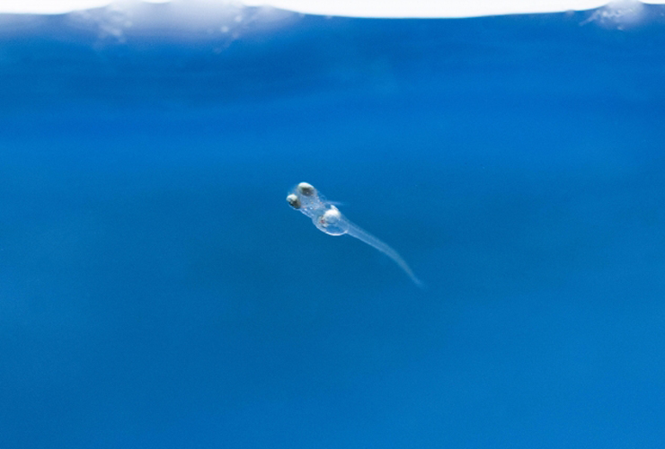 青い水槽内を泳ぐ透明なメダカの稚魚