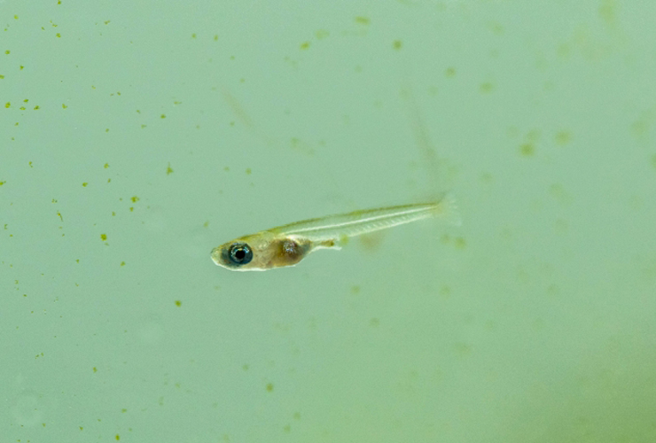 グリーンウォーターの中を泳ぐメダカの稚魚の横顔
