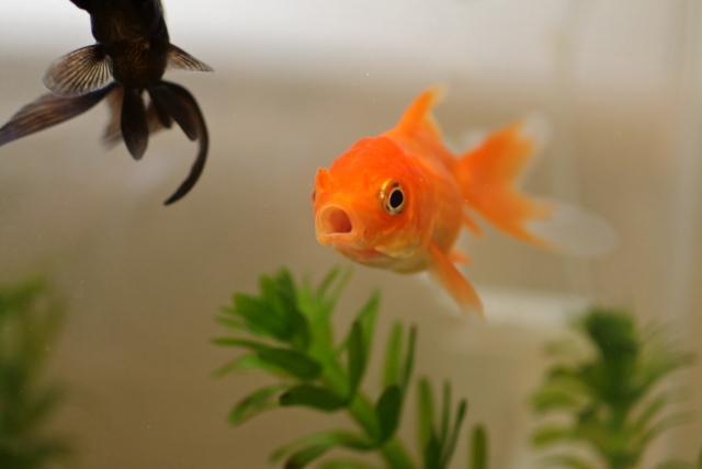 口を開けたオレンジ色の金魚と水草の入った水槽内