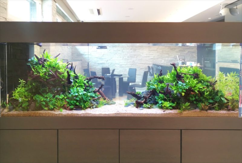 流木と水草を左右に配置した大型の淡水魚水槽レイアウト