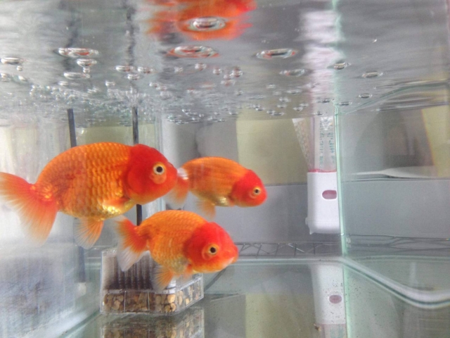 水槽内を泳ぐ3匹の赤い金魚と投げ込み式フィルター