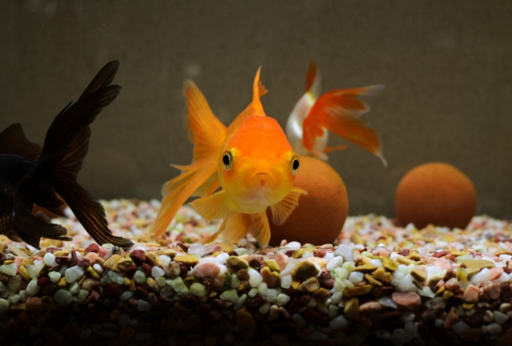 砂利を敷いた水槽内を泳ぐオレンジ色や黒色の金魚