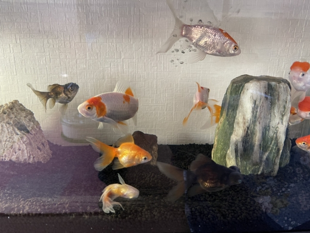 黒い底砂の水槽で泳ぐ金魚と出目金と石のレイアウト