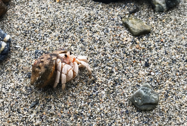 砂浜の上で貝殻から体を出して歩くヤドカリの仲間