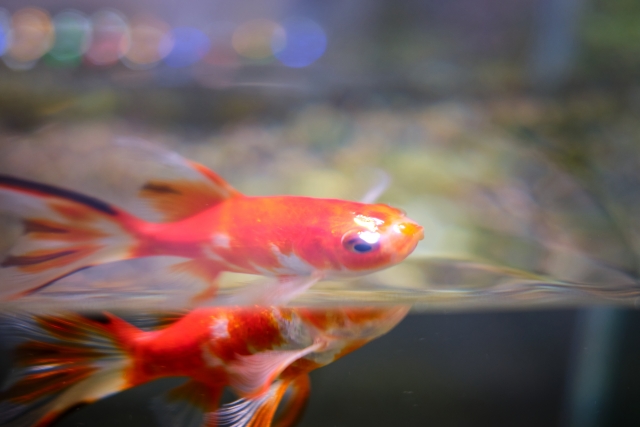 水面に反射する赤い金魚と背景の玉ボケの光芒